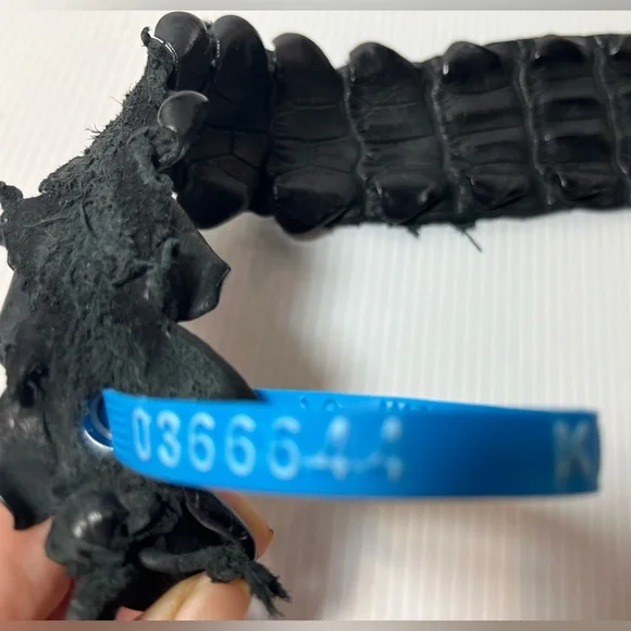 Genuine Alligator Leather Black Tanned Exotic Hornback Hide /Skin - Picture 15 of 16